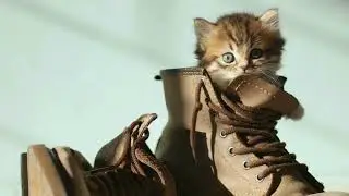 котик