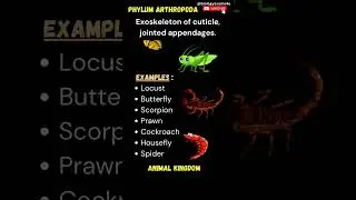 Animal Kingdom | Phylum Porifera-Phylum Chordata | Main characters with examples | NEET Biology