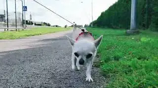 Мия, тест видео 2