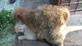 Dog Fucking Cat 😱