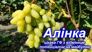 Алінка - цікава ГФ з відмінним потенціалом на майбутнє 2023