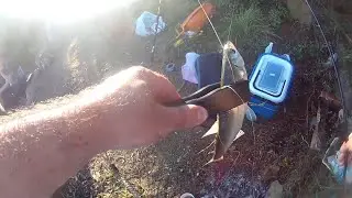 Ömerli Barajı Gökçenez (Akbalık) Avı (🐟PART 1🐟)