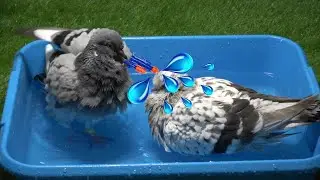 Freckles and Hazel take up Water Wrestling 😄