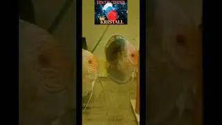 Батерфляи расплыв