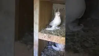 Тбилисские чубатые чернохвостые молодые Самцы