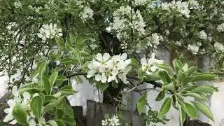 Груші цвітуть!🍐