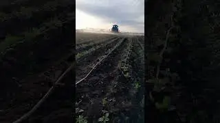 опрыскивание капусты