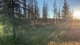 OFF LEASH BORDER COLLIE & Beautiful places