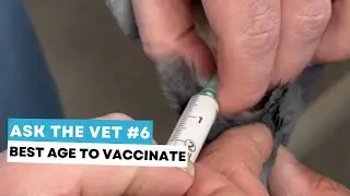 Ask the vet #6: what is the best age to vaccinate pigeons?
