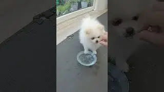 Blow Water Bubbles - Puppy Trick