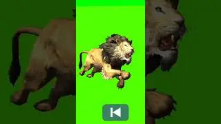 lion green screen 