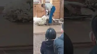 sheep is getting a haircut🐑