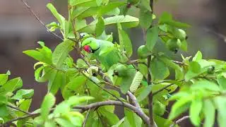 8K BIRDS RELAXATION VIDEO WITH ORIGINAL BIRD SOUNDS FOR 8K OLED TV   8K VIDEOS   8K NATURE