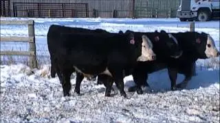 2015 Black Super Baldie |Black Angus x Simmental| Yearling Bulls - M.C. Quantock 24/37