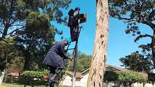 ELECTRICAL ENGINEERING STAFF  REPAIRING AND REPLACING COMPANY'S  STREET LIGHTS.