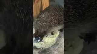 Ёжик макарожик  🍝🦔 