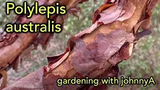 Polylepis australis (Tabaquillo) - A rare small growing Ornamental tree with Beautiful Bark.