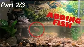 FINISHING MY TURTLE TANK & ADDING FISH (Part 2)