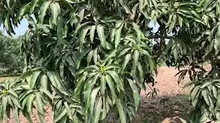 How to Force more Flowering in Mango Tree and increase mango yield