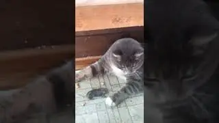 кот и мышь