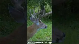 Big buck eating apples 🍎🦌 #deerhunting #deerhunter #bowhunter