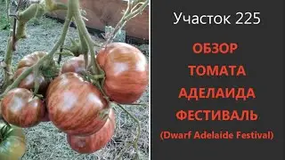 Томат Аделаида фестиваль. Урожайный полосатик!