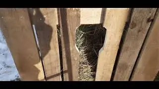 Сенник для коз!