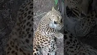 Леопард Лео в Подмосковном сафари-парке #сафарипарк #zoo #забавныеживотные #animals #leopard