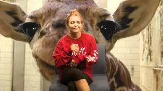 giraffe green screen