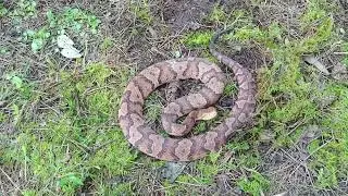 Adult male copperhead in northern Kentucky - 10 August 2024