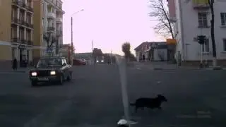 собаки жгут