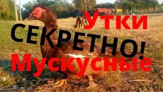 Секреты кормления мускусных уток тяжелой линии Древесные утки Шипуны Индоутки Сельская Жизнь