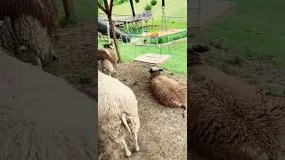 Weekend Getaway #goat #sheep  !!! Nature walk  !!🍀💕🫶#ytshorts#animallover#nature