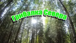 Грибалка Севера. Август 2023 г.  Как надо собирать Грузди ведрами.
