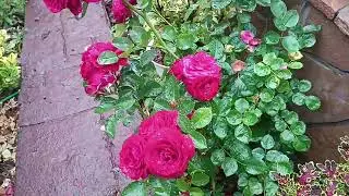 С первым днём лета🌹