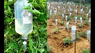 Plastic Bottle Drip Water Irrigation System Very Simple Easy ll DIY home drip irrigation system