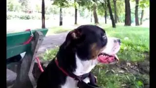 amstaff lala stafik