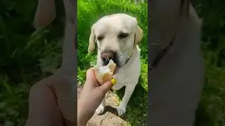 ты не ты, когда голоден 🤣 #приколы