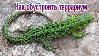 КАК ОБУСТРОИТЬ ТЕРРАРИУМ ДЛЯ ЯЩЕРИЦ! ОБУСТРОЙСТВО ТЕРРАРИУМА ДЛЯ ПРЫТКОЙ ЯЩЕРИЦЫ! EXO TOP