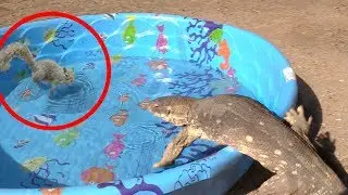 Lizard Jumps in Pool, Grabs Wild Animal, Eats It