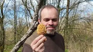 Morilles du 18 04 2023