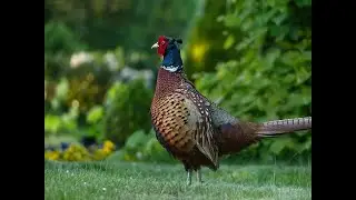 Life in Lemnos #4 - The pheasant's hunter