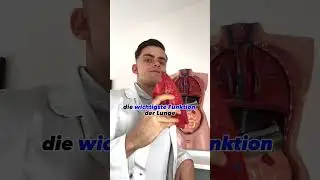 Lerne deine Organe kennen!🧠