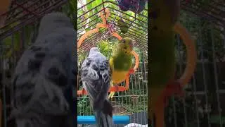 Pets World ❤️