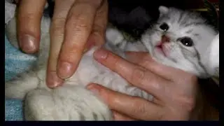Котёнок Не Писает!Что делать!Как помочь!