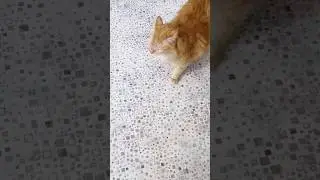 Ты где был?! А ну полай! 
