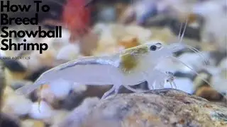 How To Breed Snowball Shrimp