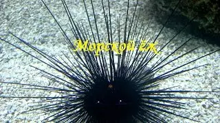 Sea urchin.