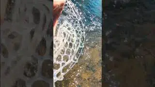 The Search is Over!! | Catching the most DIFFICULT fish in Nevada.