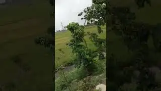 Rice Field